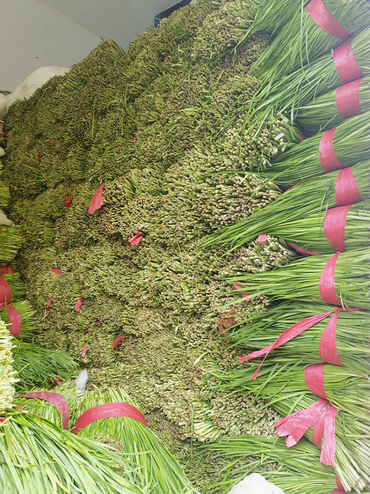 脫水韭菜系列